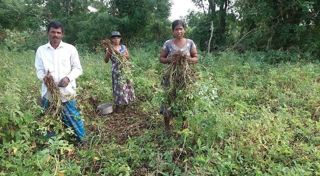Livelihood Project – Update on Ground Nut Cultivation Activity